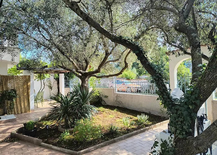 Olea *