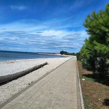 Olea *
