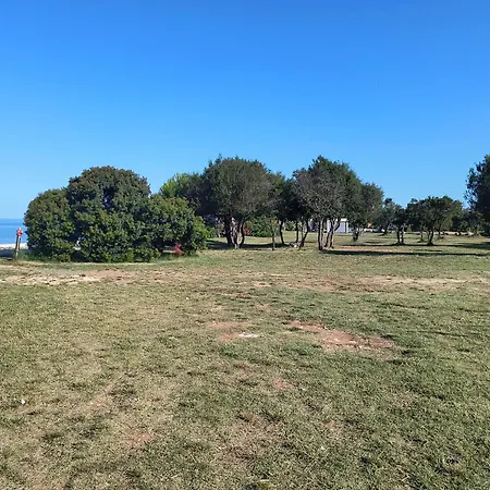 Olea Peroj